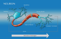 Motor Neuron Diagram Fine Art Print by Monica Schroeder
