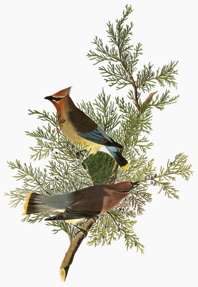 Cedar Waxwing Engraving Print by John James Audubon