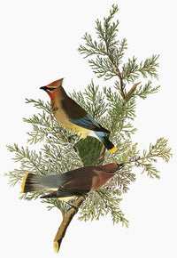 Cedar Waxwing Engraving Print by John James Audubon