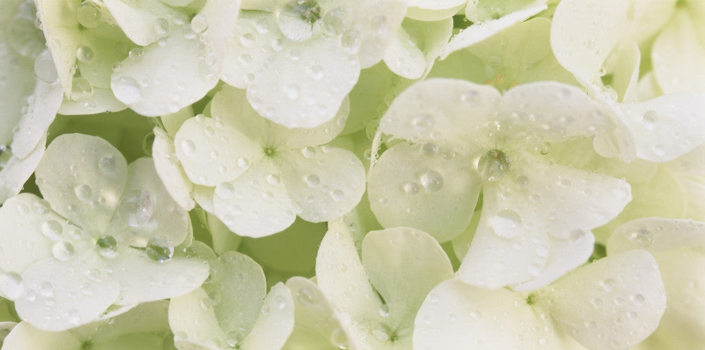 Close-up of Snowball Bush Flowers with Mist Droplets Fine Art Print