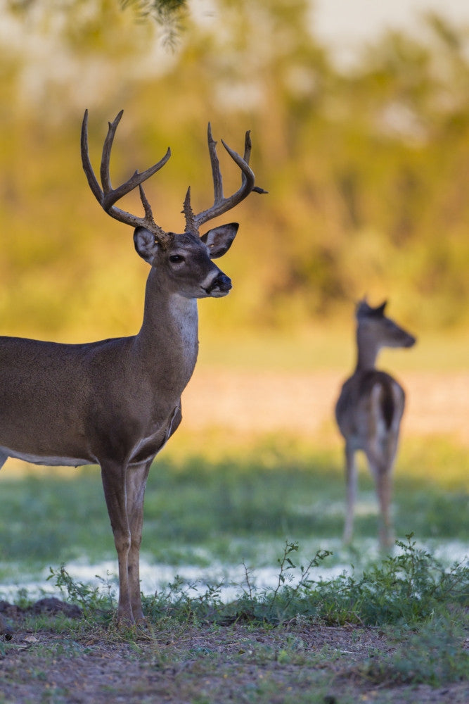 White-tailed Deer Buck and Doe at Sunset Fine Art Print by Larry Ditto