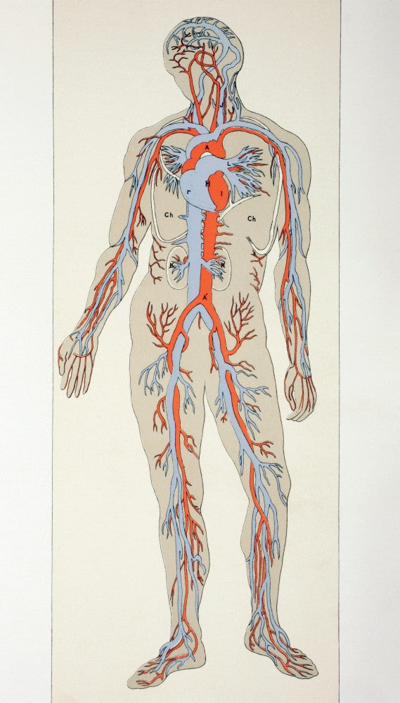 Distribution of Blood Vessels in the Human Body Fine Art Print