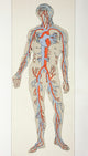 Distribution of Blood Vessels in the Human Body Fine Art Print