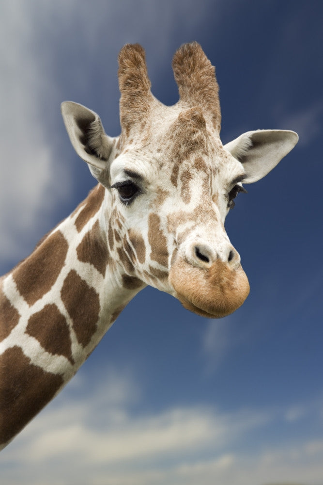Portrait of a Single Giraffe Fine Art Print