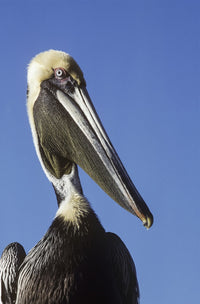 A Brown Pelican Fine Art Print by Robert L. Potts - Homestead, FL