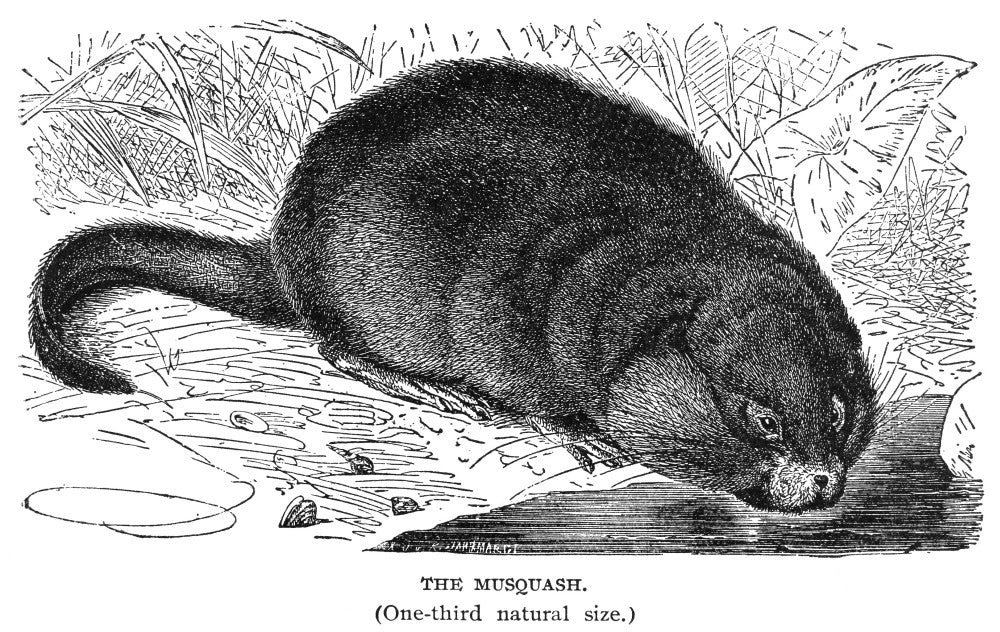 Muskrat Fine Art Print - Late 19th Century Wood Engraving by Granger Collection