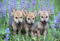Three Wolf Pups Fine Art Print - Beautiful Wildlife Decor