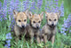 Three Wolf Pups Fine Art Print - Beautiful Wildlife Decor