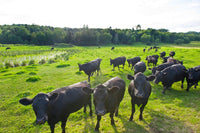 Black Angus Cattle on Grassy Field Fine Art Print by Panoramic Images