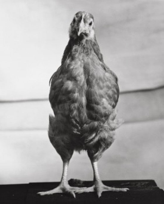Rhode Island Red Hen Standing Fine Art Print