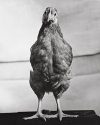 Rhode Island Red Hen Standing Fine Art Print