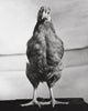 Rhode Island Red Hen Standing Fine Art Print