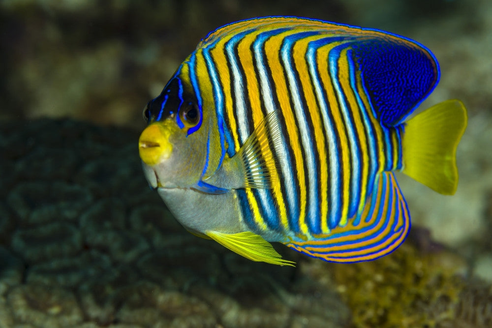 Regal Angelfish Fine Art Print from Bohol Sea, Philippines by Bruce Shafer