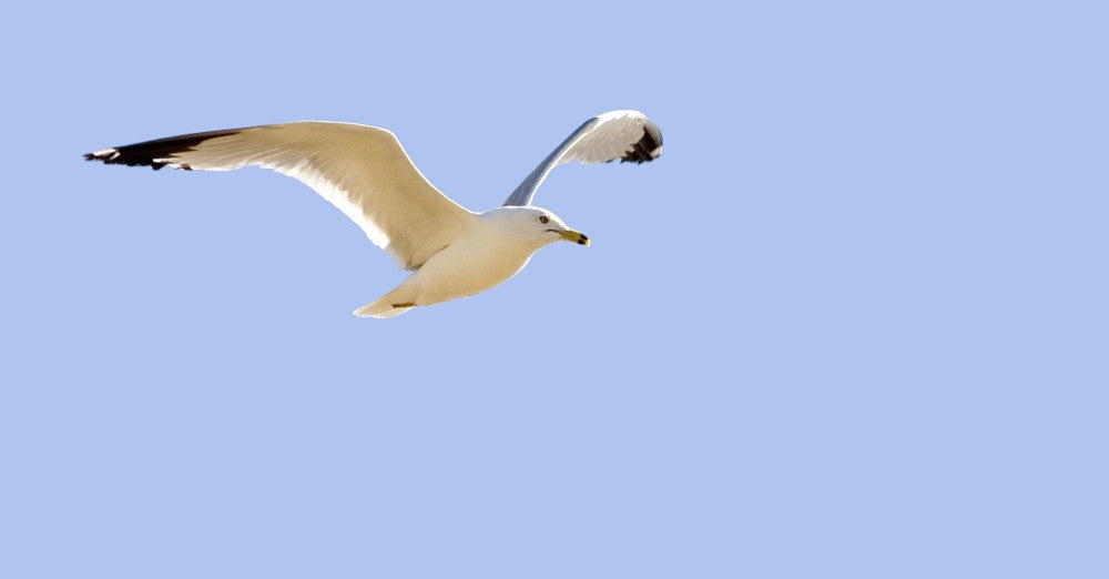 Seagull In Flight Fine Art Print - Various Sizes Available