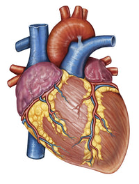 Gross Anatomy of the Human Heart Fine Art Print