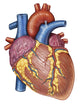 Gross Anatomy of the Human Heart Fine Art Print
