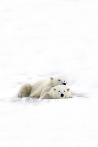 Two Polar Bears Laying Together Fine Art Print
