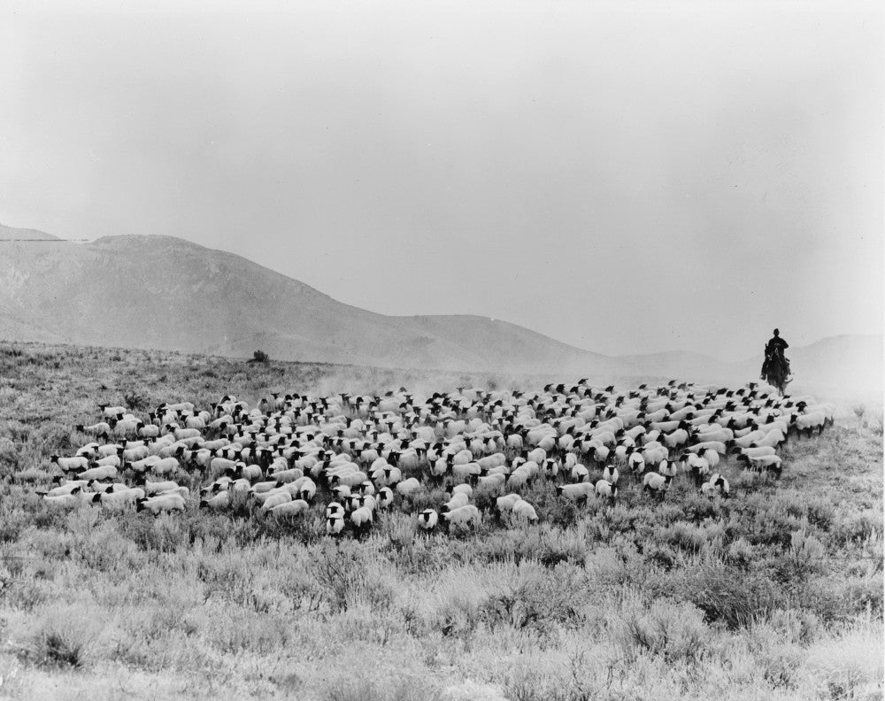 Shepherd and Flock Fine Art Print - Vintage Ranch Scene