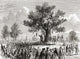 Colonists Under The Liberty Tree - Fine Art Print by Ken Welsh