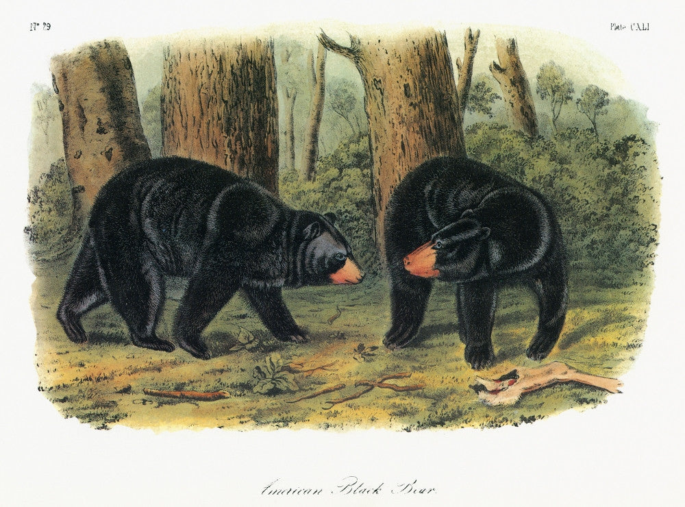 American Black Bear Fine Art Print - Audubon Collection