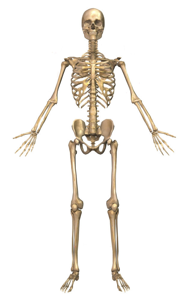 Human Skeletal System Front View Fine Art Print