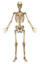 Human Skeletal System Front View Fine Art Print