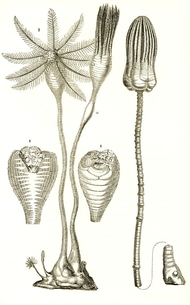 Jurassic Crinoids Fine Art Print by Science Source