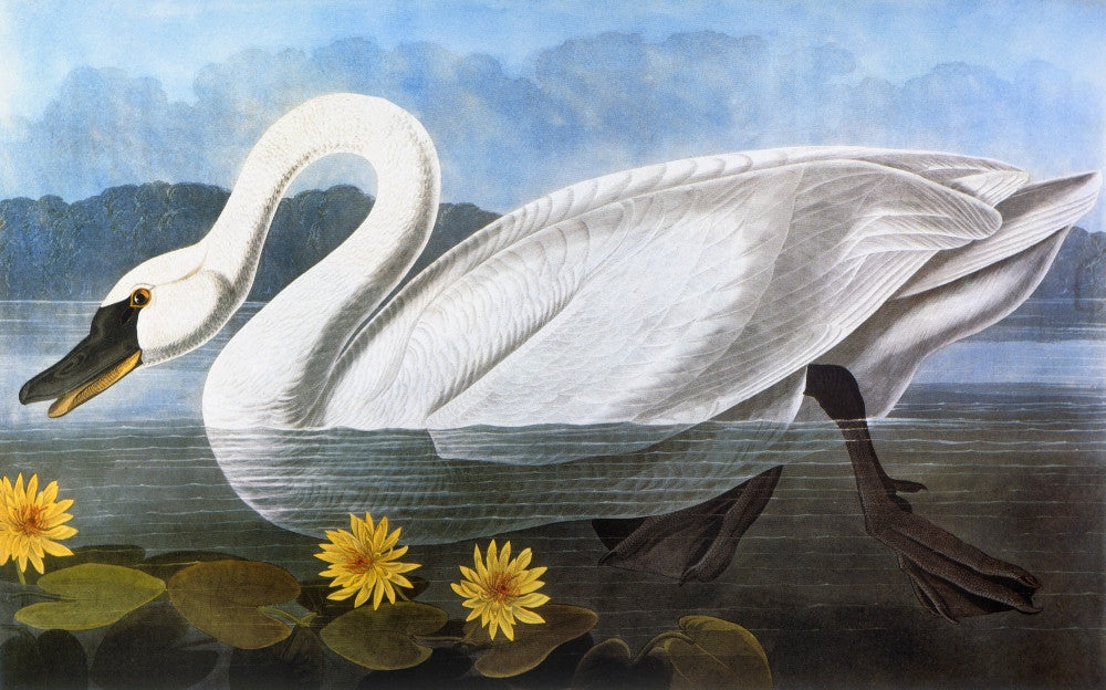 Swan Art Print from Audubon's The Birds of America - Colored Engraving