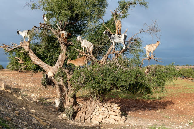 Goats in a Tree - Africa Poster Print by Jaynes Gallery