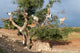 Goats in a Tree - Africa Poster Print by Jaynes Gallery