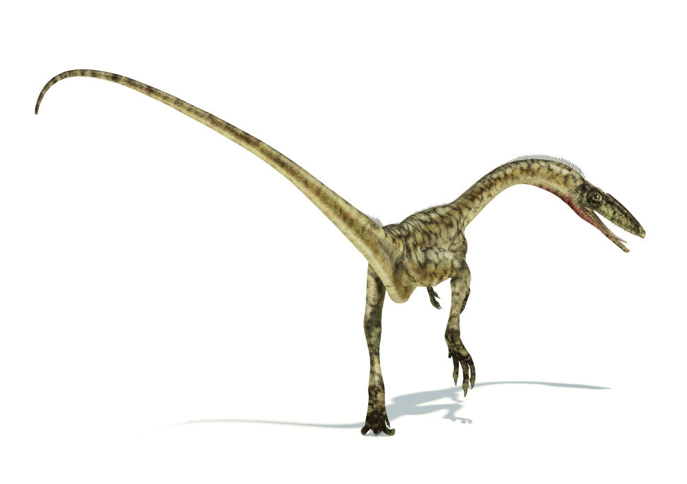 Coelophysis Dinosaur Fine Art Print - Available in Multiple Sizes