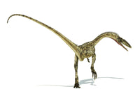 Coelophysis Dinosaur Fine Art Print - Available in Multiple Sizes
