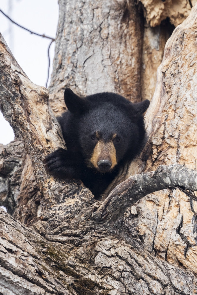 Captive: Black Bear in Cottonwood Tree Fine Art Print by Doug Lindstrand