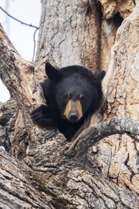 Captive: Black Bear in Cottonwood Tree Fine Art Print by Doug Lindstrand