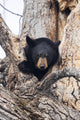Captive: Black Bear in Cottonwood Tree Fine Art Print by Doug Lindstrand