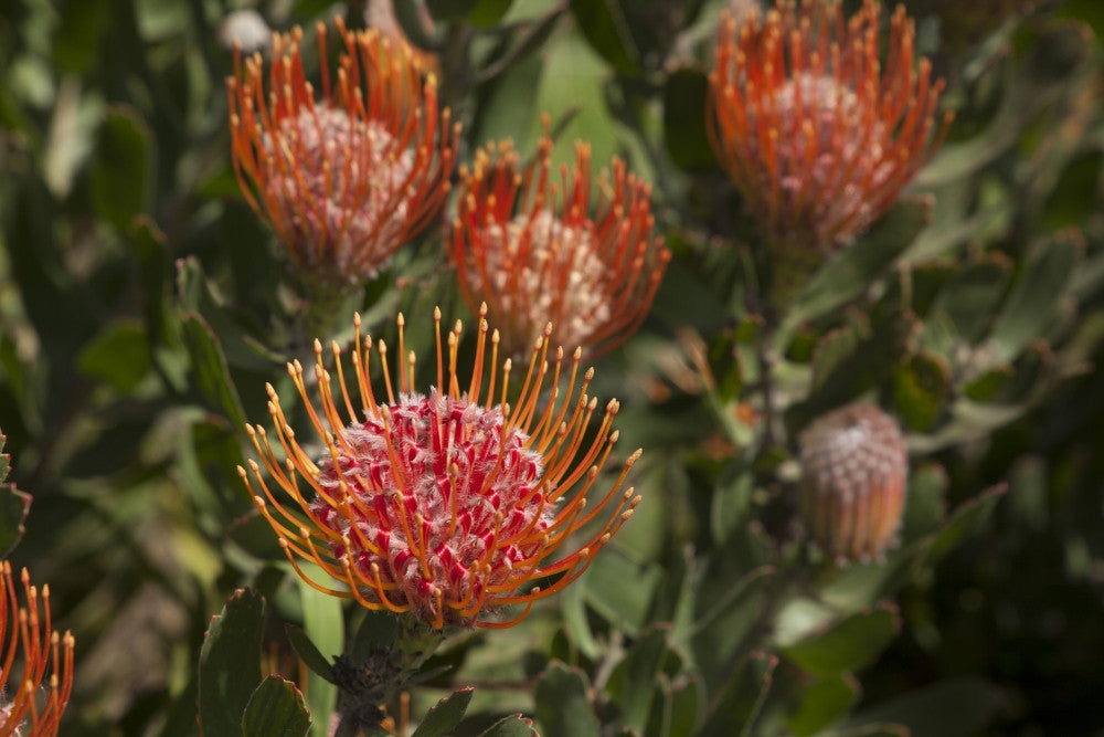 Pincushion Protea Flower Fine Art Print by Peter French