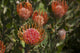 Pincushion Protea Flower Fine Art Print by Peter French