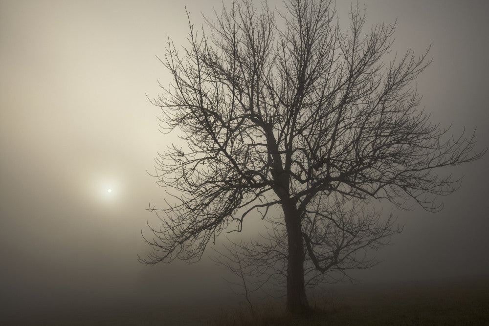Silhouette of a Tree with Sunlight in Dense Fog - Fine Art Print by Irwin Barrett