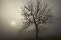 Silhouette of a Tree with Sunlight in Dense Fog - Fine Art Print by Irwin Barrett