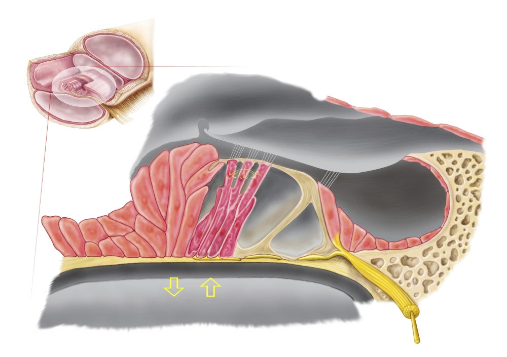 Anatomy of the Organ of Corti Cochlea Fine Art Print