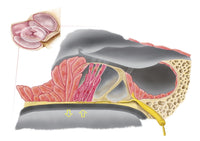 Anatomy of the Organ of Corti Cochlea Fine Art Print