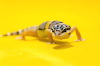 Baby Leopard Geckos on Yellow Fine Art Print