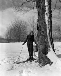 Woman Collecting Maple Syrup Fine Art Print - Sugar Maples in Tyringam, Massachusetts
