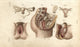 Female Genital Organs Fine Art Print by Florilegius | Mary Evans