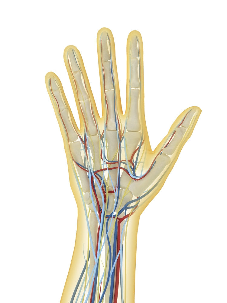 Human Hand Anatomy Fine Art Print – Nervous, Lymphatic, and Circulatory Systems