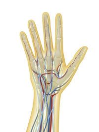 Human Hand Anatomy Fine Art Print – Nervous, Lymphatic, and Circulatory Systems