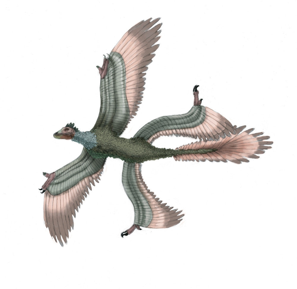 Microraptor Fine Art Print by Science Source