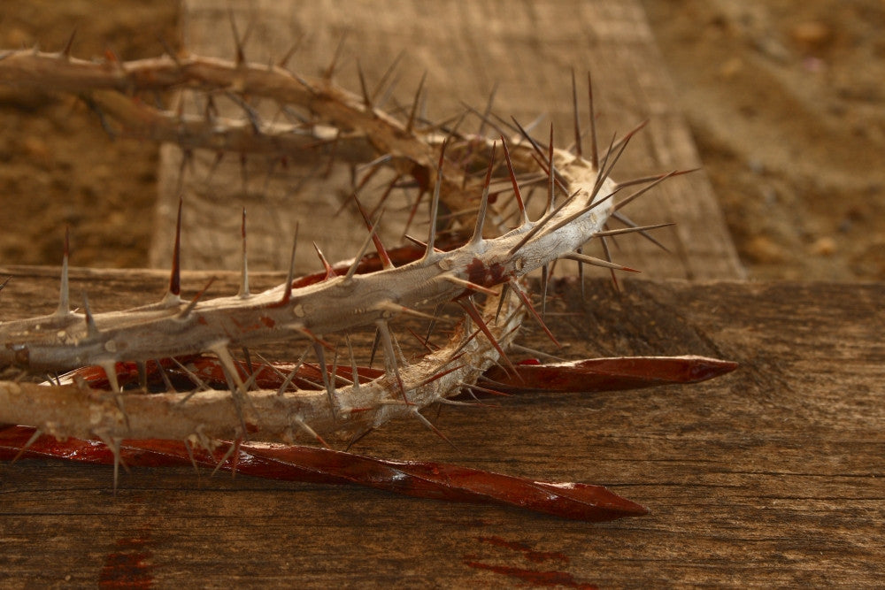 Crown of Thorns Fine Art Print by Colette Scharf | Design Pics