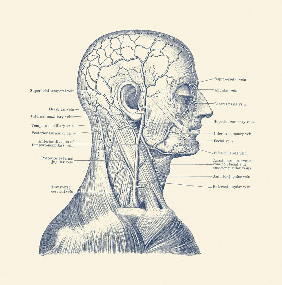 Vintage Human Head Anatomy Diagram Poster Print by John Parrot