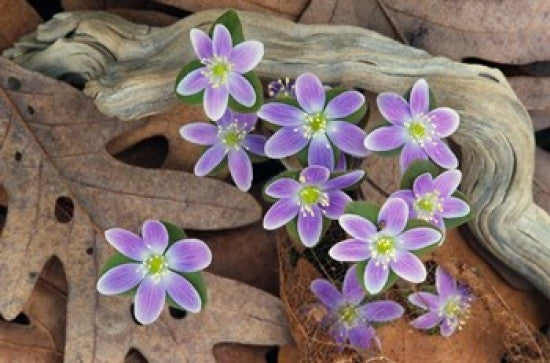Hepatica Flowers Fine Art Print from Michigan by Panoramic Images